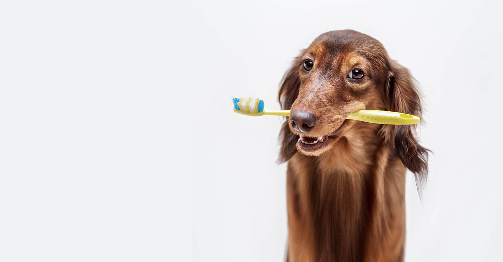 A dark-brown, groomed dog with a tooth brush between its teeth.